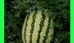 皮铺吃瓜基地,揭秘瓜果种植的绿色秘境