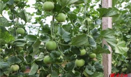 泰安满庄吃瓜,夏日消暑美食之旅