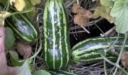 吃瓜什么味道好吃,揭秘哪些吃瓜口感最佳