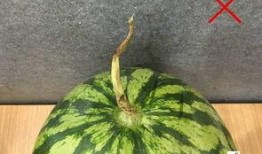 吃瓜和看瓜的区别在哪,揭秘两者之间的本质区别