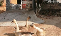 花鹅吃瓜,趣味横生的田园生活瞬间