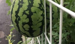 吃瓜大瓜花,揭秘吃瓜大瓜花的传奇故事