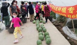 合浦吃瓜群众,揭秘当地生活百态