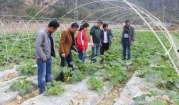 贵州农校吃瓜,一场校园风波背后的真相揭晓