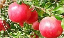 带你吃瓜石榴,一起吃瓜畅谈