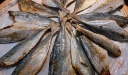 咸鱼主母爰吃瓜,揭秘网络红人的日常生活与趣味