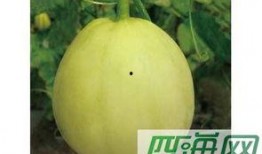 溃疡可以吃蜜瓜吗,溃疡患者蜜瓜食用指南