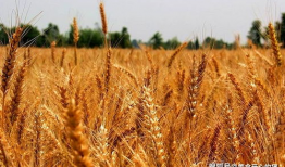 吃小麦瓜会发病吗