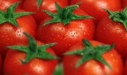 吃瓜有料番茄小说,番茄小说中的悬疑世界揭秘