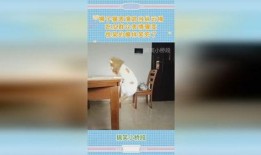 吃瓜群众狮子猫