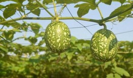 吊瓜咋吃的,解锁吊瓜的独特美味