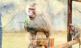 狒狒吃瓜qaq,揭秘狒狒的趣味生活瞬间