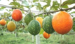 吊瓜咋吃的,解锁吊瓜的独特美味