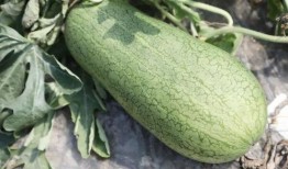 吃玉菇瓜声控,玉菇瓜声控美食之旅