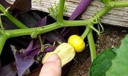 小瓜花可以吃吗,揭秘其可食用之谜