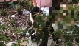 怎么打吃鸡拍树瓜视频,揭秘吃鸡拍树瓜视频的独家技巧与实战攻略
