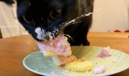 黑猫视频吃瓜,揭秘娱乐圈幕后真相