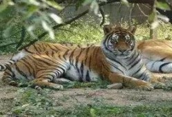 吃瓜虎马尼拉,揭秘菲律宾首都的独特魅力