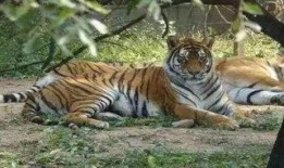 吃瓜虎马尼拉,揭秘菲律宾首都的独特魅力