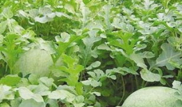 吃瓜拉秧的视频,揭秘瓜农的辛勤与智慧