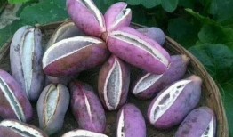 小强吃八月瓜,八月瓜的甜蜜探险记