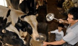 吃羊瓜能喂猪吗,探讨其作为猪饲料的可行性