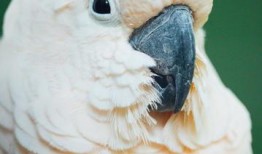 每日黑瓜吃料51,揭秘51吃料背后的精彩故事