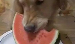 吃瓜小小张,揭秘娱乐圈幕后故事