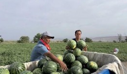 奉节陈某国吃瓜,陈某国引发的社区热议