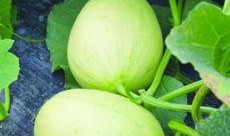 吃的瓜的品种大全,全面解析各式瓜类美食的品种大全