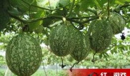 吃小吊瓜文案,小吊瓜美食之旅