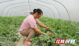 棚主吃瓜,揭秘娱乐圈幕后故事