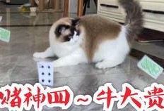 吃瓜群众素材猫,吃瓜群众视角下的猫咪萌态大盘点