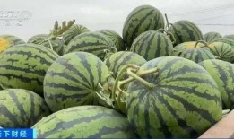 崇福吃瓜,揭秘当地特色美食背后的故事