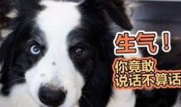 狗吃绿色的瓜,狗狗的绿色瓜果美食之旅