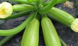 每天都吃大瓜,揭秘娱乐圈新鲜事