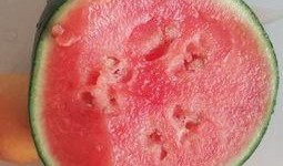 交城吃瓜视频,揭秘当地美食文化盛宴