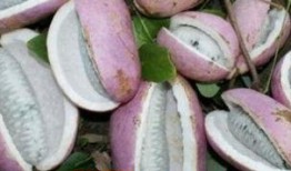 小强吃八月瓜,八月瓜的甜蜜探险记