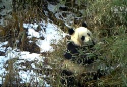 熊猫雪地吃瓜,揭秘雪地吃瓜的萌态瞬间