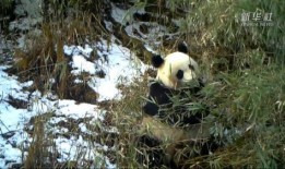 熊猫雪地吃瓜,揭秘雪地吃瓜的萌态瞬间