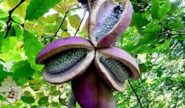 小强吃八月瓜,八月瓜的甜蜜探险记