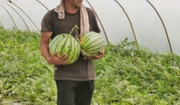 朝阳市民吃瓜,吃瓜文化背后的社会现象解析