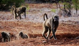 狒狒吃瓜qaq,揭秘狒狒的趣味生活瞬间