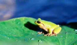 青蛙卖孩子吃瓜,一场吃瓜引发的育儿风波