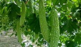 吃瓜qq圈吃瓜第一线,揭秘热门事件第一手资讯