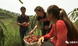 贵州农校吃瓜,一场校园风波背后的真相揭晓