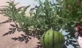 大学操场吃瓜情侣,校园情侣的甜蜜瞬间