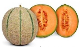 吃头孢能吃哈密瓜,揭秘抗生素与水果的饮食禁忌