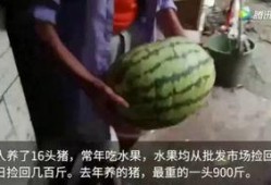 猪喜欢吃瓜,揭秘猪只对瓜果的偏爱之谜