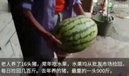 猪喜欢吃瓜,揭秘猪只对瓜果的偏爱之谜